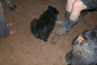 SAM_4263.JPG (129048 bytes)