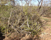 Bryson_Work_Weekend071.JPG (421740 bytes)