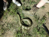 IMG_1042.JPG (264888 bytes)