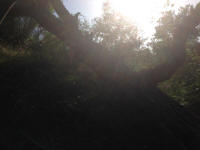 IMG_4600.JPG (1662078 bytes)