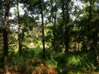 IMG_4225.jpg (447698 bytes)