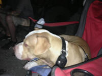 IMG_4260.jpg (167152 bytes)